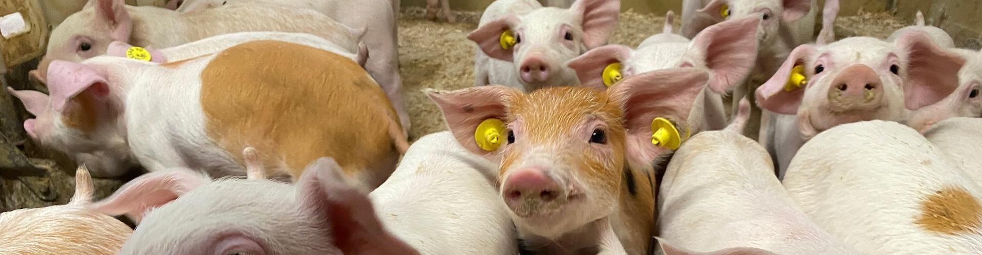 Wir steigern Ihre Effizienz¤& Tierschutz